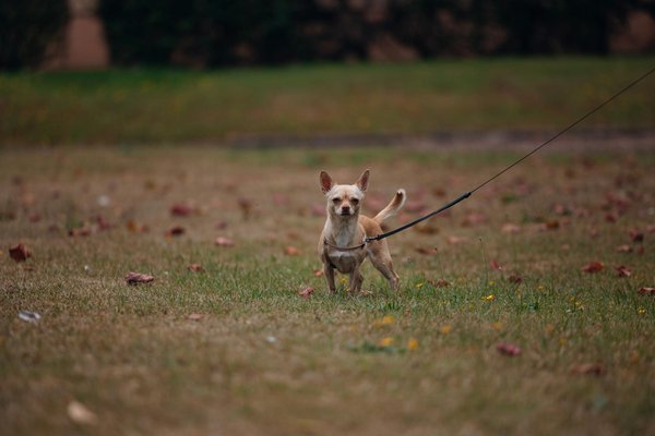Le bien-être animal : consultez un vétérinaire en un clic !
