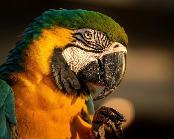 Le meilleur siège auto pour grand chien : confort et sécurité