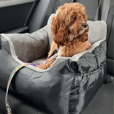 Le meilleur siège auto pour grand chien : confort et sécurité