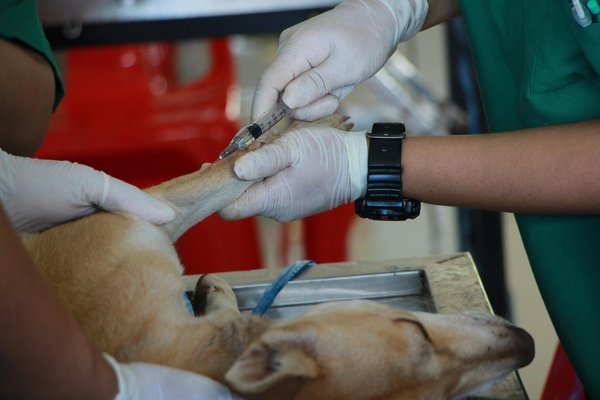 Services vétérinaires à Binche : santé et bien-être pour vos animaux