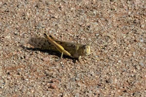 Découvrez le criquet migrateur : un régal pour vos animaux exotiques